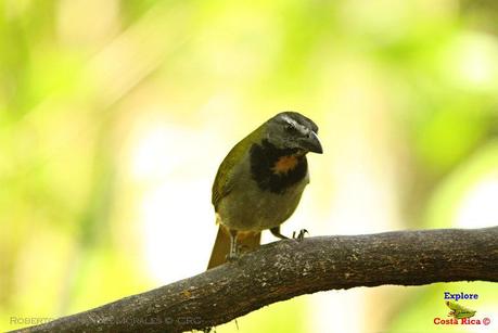 Frog's Heaven -Aves-  -Horquetas de Sarapiquí, Heredia-