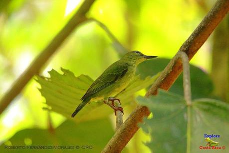 Frog's Heaven -Aves-  -Horquetas de Sarapiquí, Heredia-