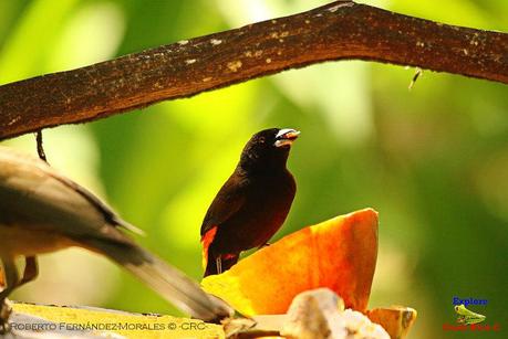 Frog's Heaven -Aves-  -Horquetas de Sarapiquí, Heredia-