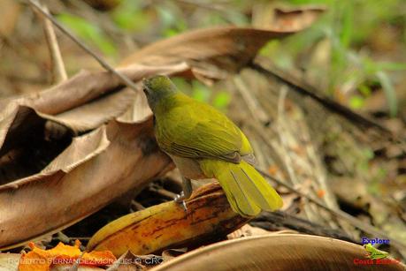 Frog's Heaven -Aves-  -Horquetas de Sarapiquí, Heredia-