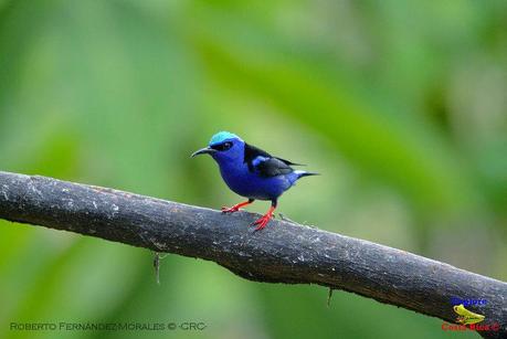 Frog's Heaven -Aves-  -Horquetas de Sarapiquí, Heredia-