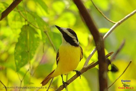 Frog's Heaven -Aves-  -Horquetas de Sarapiquí, Heredia-