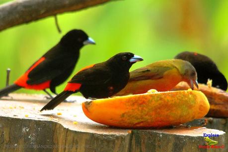 Frog's Heaven -Aves-  -Horquetas de Sarapiquí, Heredia-