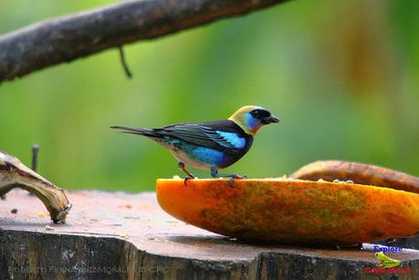 Frog's Heaven -Aves-  -Horquetas de Sarapiquí, Heredia-