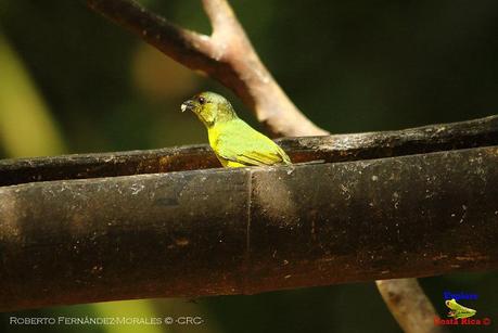 Frog's Heaven -Aves-  -Horquetas de Sarapiquí, Heredia-