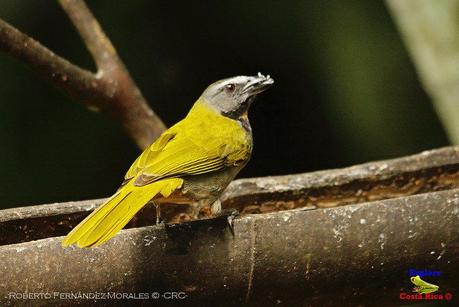 Frog's Heaven -Aves-  -Horquetas de Sarapiquí, Heredia-