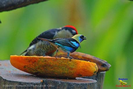 Frog's Heaven -Aves-  -Horquetas de Sarapiquí, Heredia-