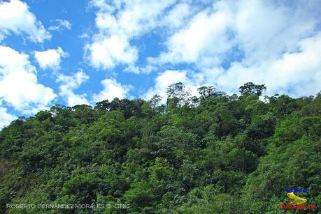 Frog's Heaven -Aves-  -Horquetas de Sarapiquí, Heredia-