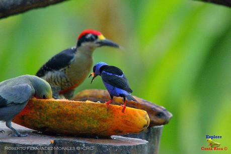 Frog's Heaven -Aves-  -Horquetas de Sarapiquí, Heredia-