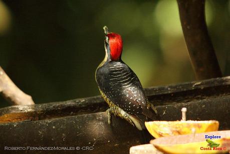 Frog's Heaven -Aves-  -Horquetas de Sarapiquí, Heredia-