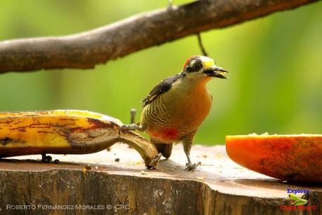 Frog's Heaven -Aves-  -Horquetas de Sarapiquí, Heredia-