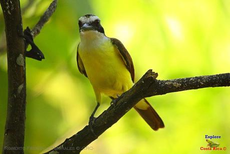 Frog's Heaven -Aves-  -Horquetas de Sarapiquí, Heredia-