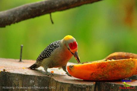 Frog's Heaven -Aves-  -Horquetas de Sarapiquí, Heredia-