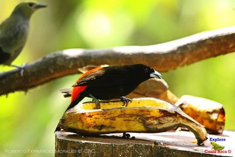 Frog's Heaven -Aves-  -Horquetas de Sarapiquí, Heredia-