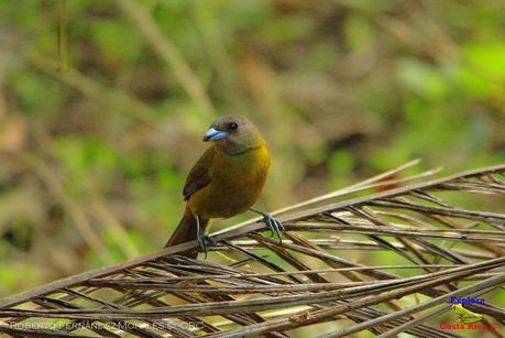 Frog's Heaven -Aves-  -Horquetas de Sarapiquí, Heredia-