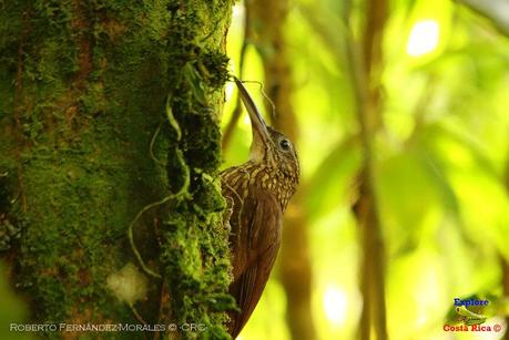 Frog's Heaven -Aves-  -Horquetas de Sarapiquí, Heredia-