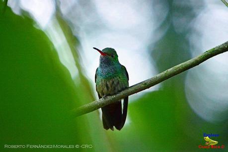 Frog's Heaven -Aves-  -Horquetas de Sarapiquí, Heredia-