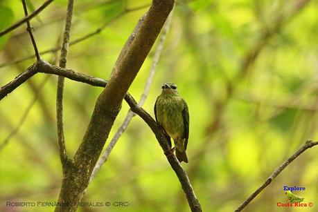 Frog's Heaven -Aves-  -Horquetas de Sarapiquí, Heredia-