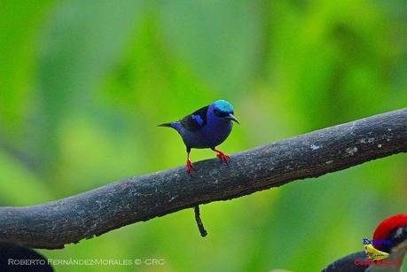 Frog's Heaven -Aves-  -Horquetas de Sarapiquí, Heredia-