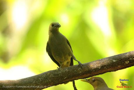 Frog's Heaven -Aves-  -Horquetas de Sarapiquí, Heredia-