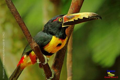 Frog's Heaven -Aves-  -Horquetas de Sarapiquí, Heredia-