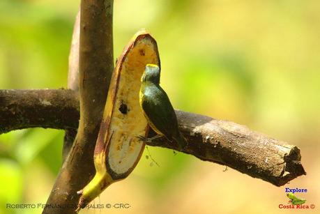 Frog's Heaven -Aves-  -Horquetas de Sarapiquí, Heredia-