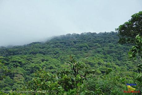 Frog's Heaven -Aves-  -Horquetas de Sarapiquí, Heredia-