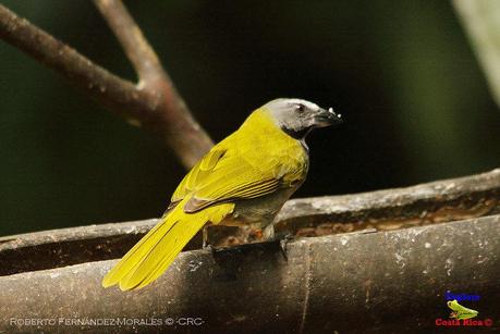 Frog's Heaven -Aves-  -Horquetas de Sarapiquí, Heredia-