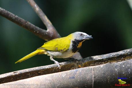 Frog's Heaven -Aves-  -Horquetas de Sarapiquí, Heredia-