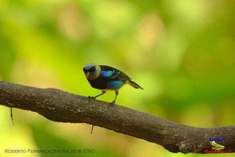 Frog's Heaven -Aves-  -Horquetas de Sarapiquí, Heredia-