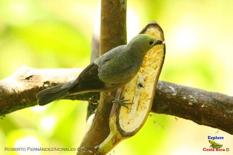 Frog's Heaven -Aves-  -Horquetas de Sarapiquí, Heredia-