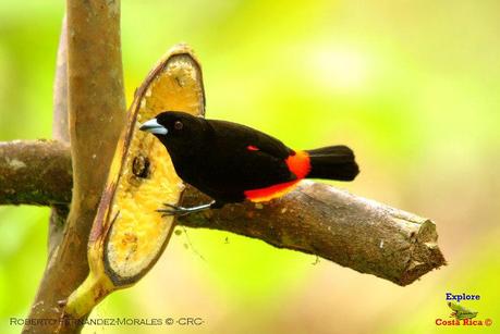 Frog's Heaven -Aves-  -Horquetas de Sarapiquí, Heredia-