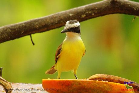 Frog's Heaven -Aves-  -Horquetas de Sarapiquí, Heredia-