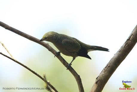 Frog's Heaven -Aves-  -Horquetas de Sarapiquí, Heredia-