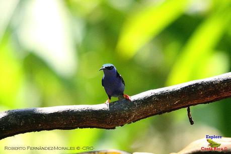 Frog's Heaven -Aves-  -Horquetas de Sarapiquí, Heredia-