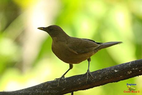 Frog's Heaven -Aves-  -Horquetas de Sarapiquí, Heredia-