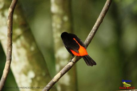 Frog's Heaven -Aves-  -Horquetas de Sarapiquí, Heredia-