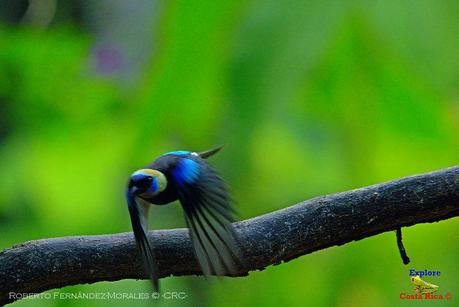 Frog's Heaven -Aves-  -Horquetas de Sarapiquí, Heredia-