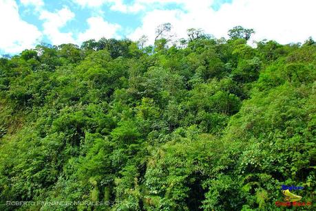 Frog's Heaven -Aves-  -Horquetas de Sarapiquí, Heredia-