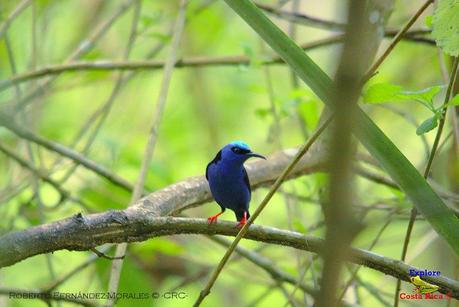 Frog's Heaven -Aves-  -Horquetas de Sarapiquí, Heredia-