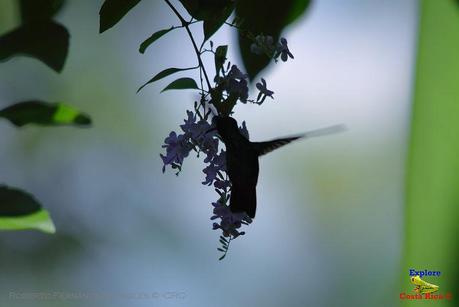 Frog's Heaven -Aves-  -Horquetas de Sarapiquí, Heredia-