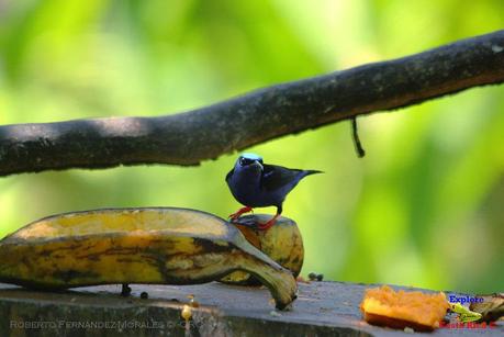 Frog's Heaven -Aves-  -Horquetas de Sarapiquí, Heredia-