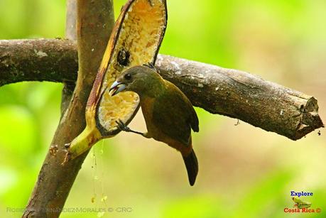 Frog's Heaven -Aves-  -Horquetas de Sarapiquí, Heredia-