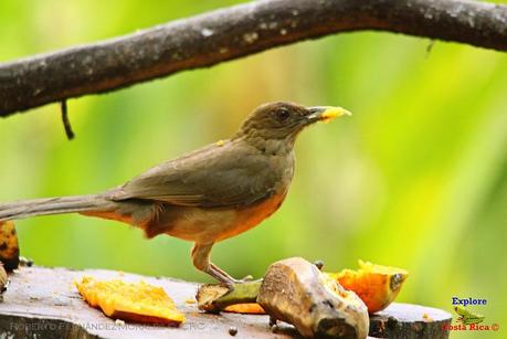 Frog's Heaven -Aves-  -Horquetas de Sarapiquí, Heredia-