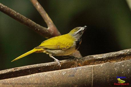 Frog's Heaven -Aves-  -Horquetas de Sarapiquí, Heredia-