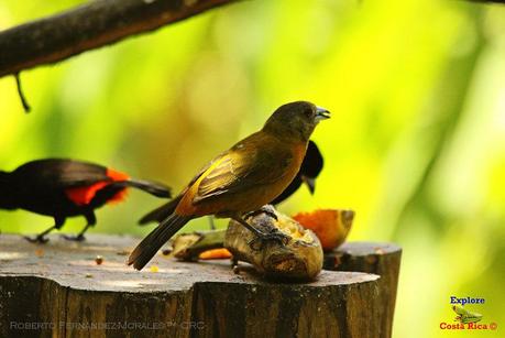 Frog's Heaven -Aves-  -Horquetas de Sarapiquí, Heredia-