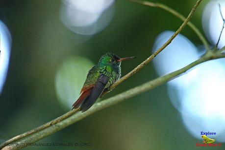 Frog's Heaven -Aves-  -Horquetas de Sarapiquí, Heredia-