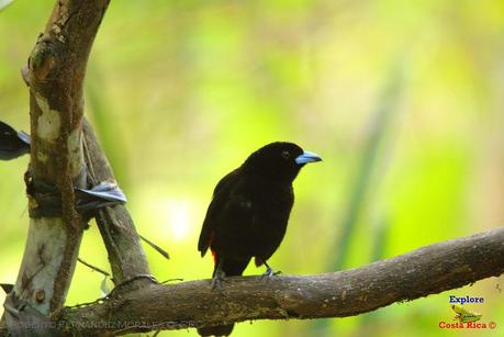 Frog's Heaven -Aves-  -Horquetas de Sarapiquí, Heredia-