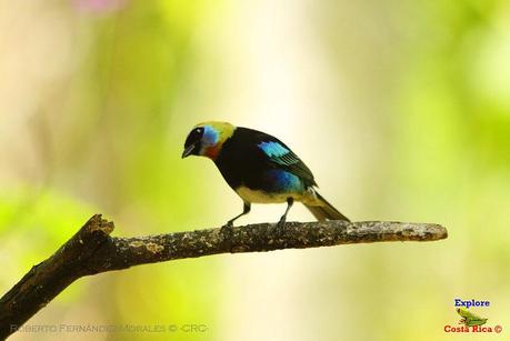 Frog's Heaven -Aves-  -Horquetas de Sarapiquí, Heredia-