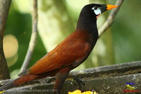 Frog's Heaven -Aves-  -Horquetas de Sarapiquí, Heredia-